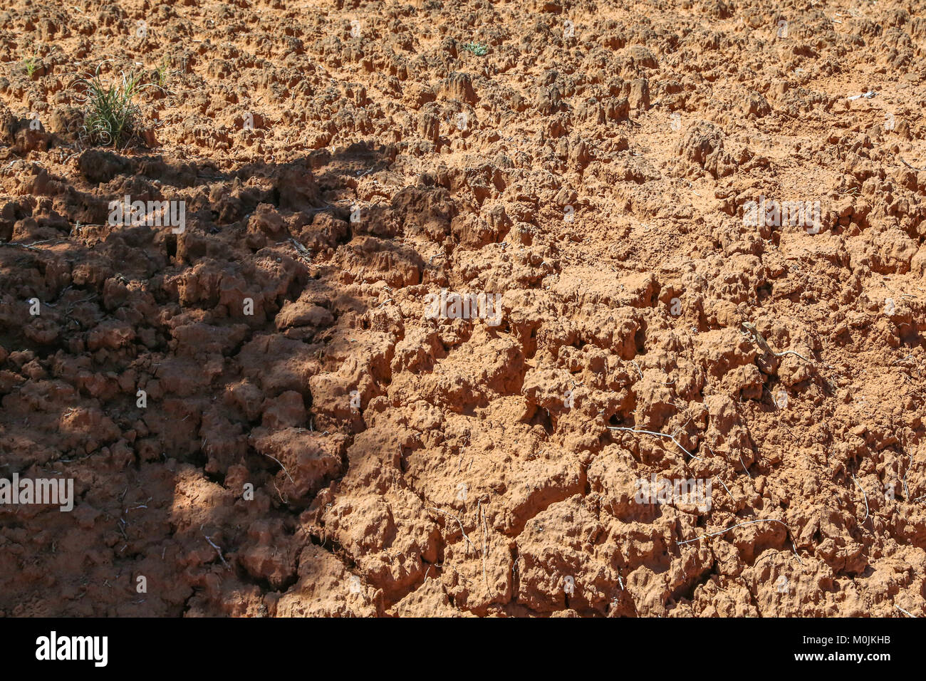 cryptobiotic soil in Kodachrome Basin State Park, formerly Chimney Rock State Park Stockfoto