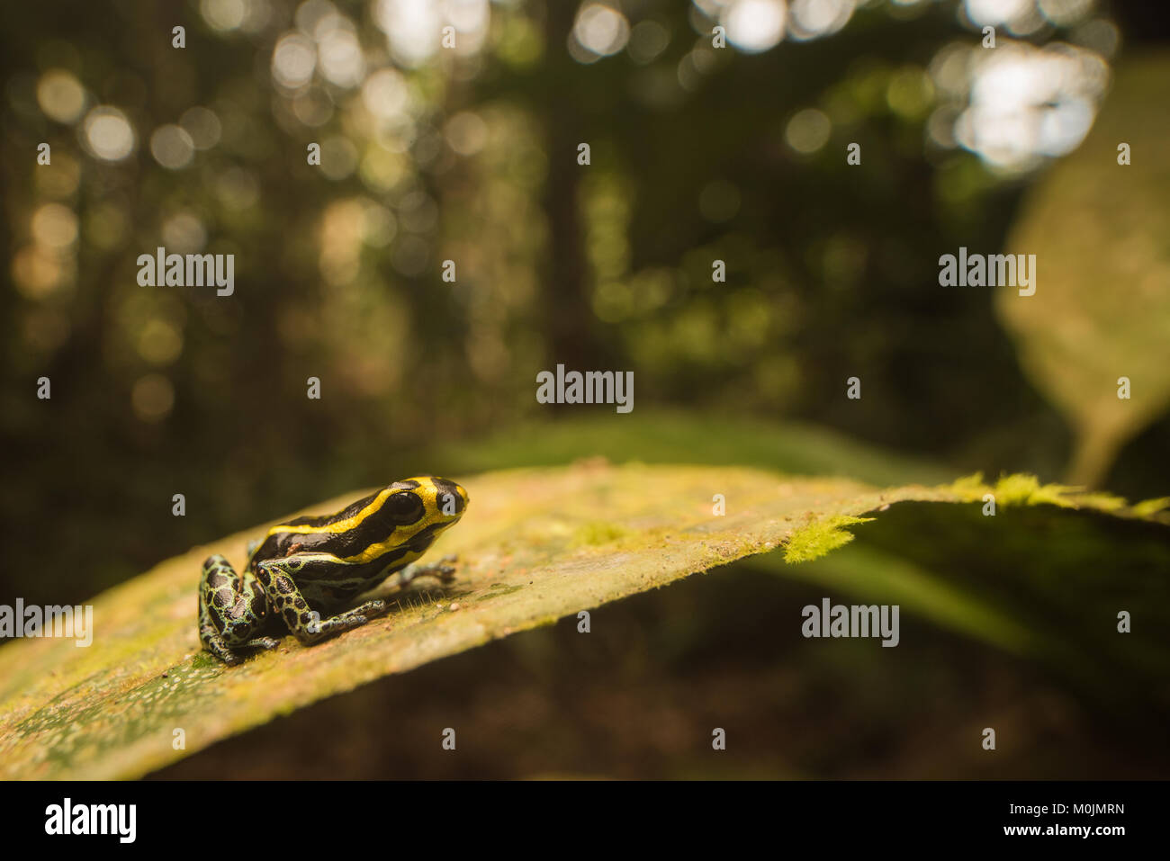 Pfeilgiftfrosch in der Familie Pfeilgiftfrösche sind für Ihre hellen Farben und giftige Natur bekannt. Dies ist Ranitomeya ventrimaculata, eine kleine schüchterne Art. Stockfoto