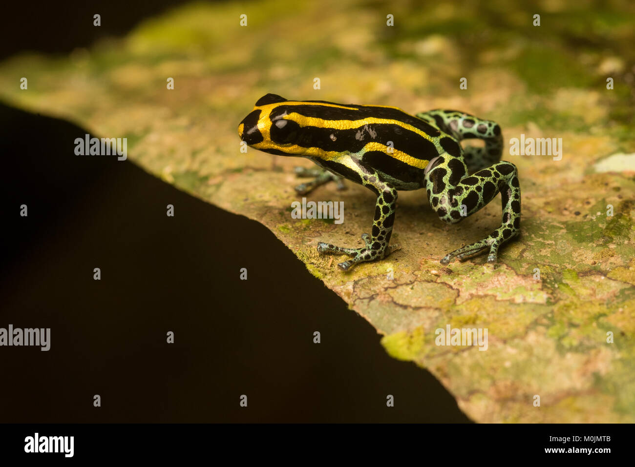 Pfeilgiftfrosch in der Familie Pfeilgiftfrösche sind für Ihre hellen Farben und giftige Natur bekannt. Dies ist Ranitomeya ventrimaculata, eine kleine schüchterne Art. Stockfoto