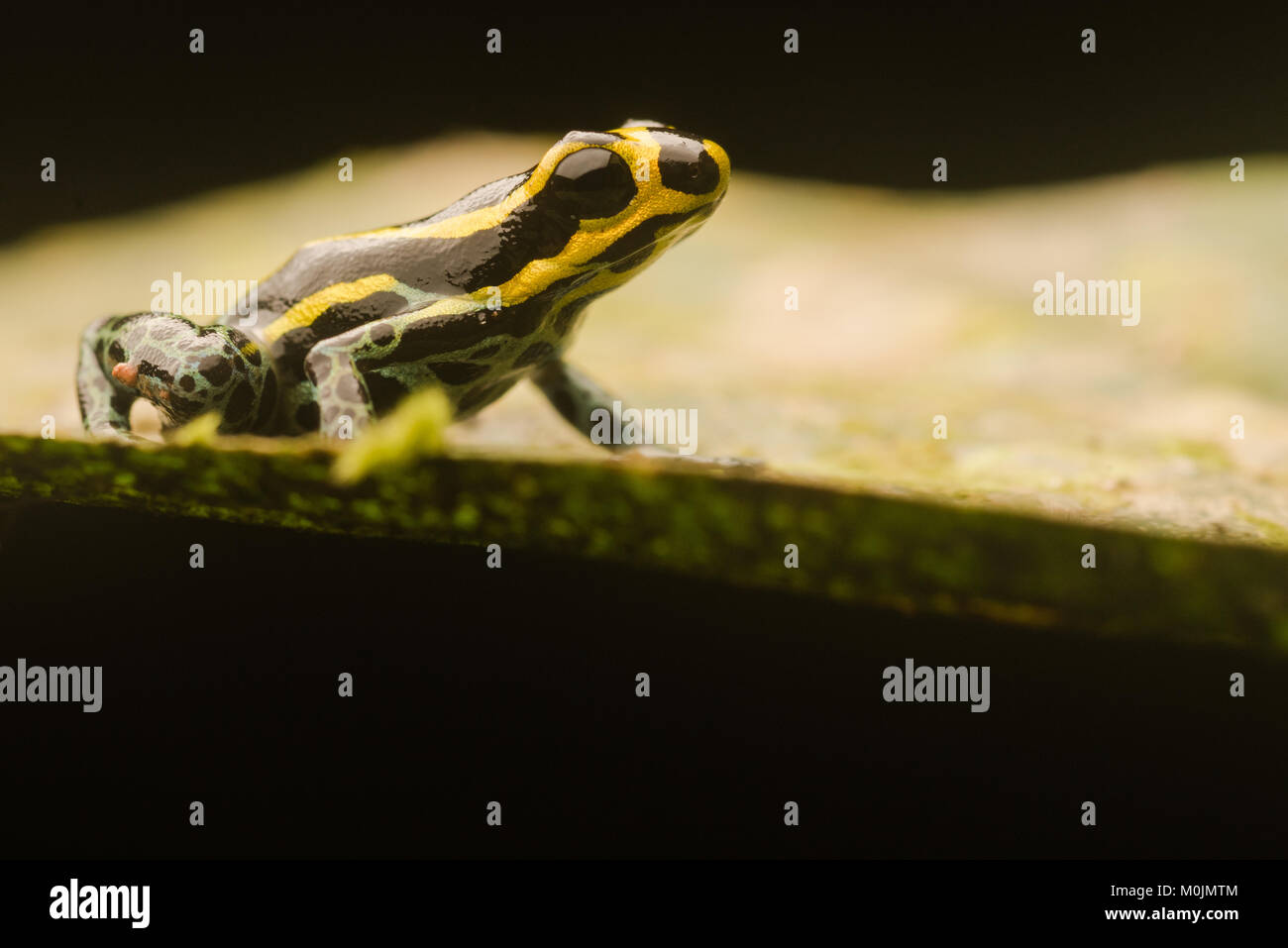 Pfeilgiftfrosch in der Familie Pfeilgiftfrösche sind für Ihre hellen Farben und giftige Natur bekannt. Dies ist Ranitomeya ventrimaculata, eine kleine schüchterne Art. Stockfoto