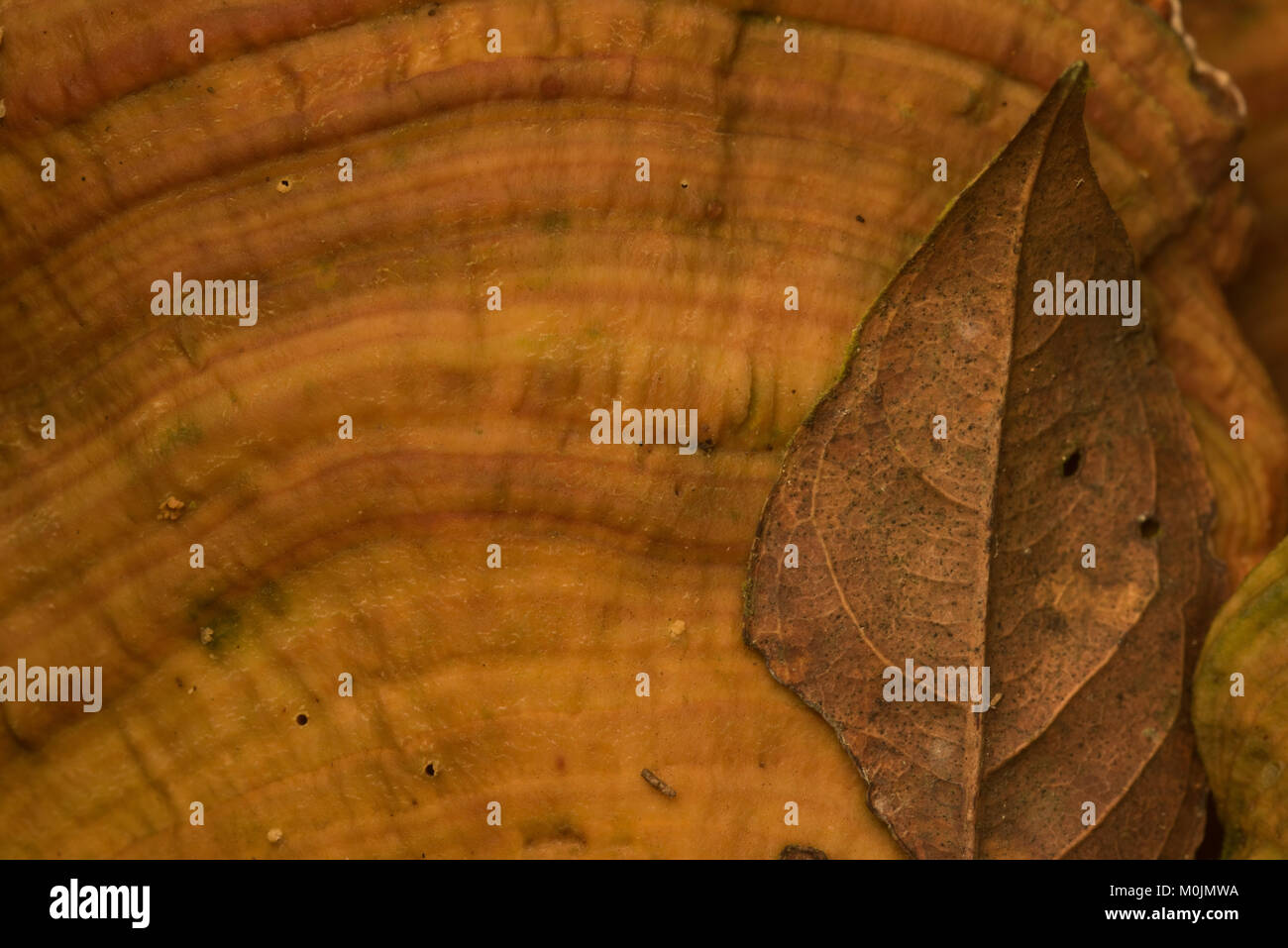 Nahaufnahme der hübsche Muster durch ein Blatt und Pilz in der kolumbianischen Wald gebildet. Stockfoto