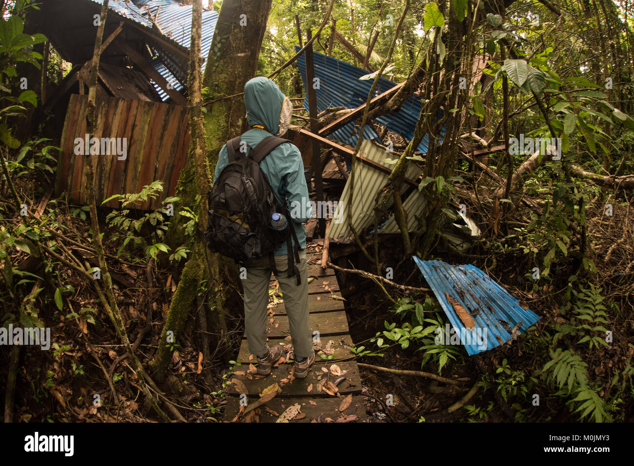 Ein Wanderer auf der Suche nach einer alten Ruine im Regenwald des Amazonas, den Dschungel langsam zurückfordern. Stockfoto