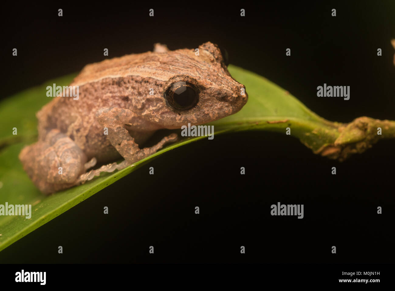Ein Amazon regen Frosch (Pristimantis altamazonicus) aus dem Dschungel im  Süden von Kolumbien Stockfotografie - Alamy
