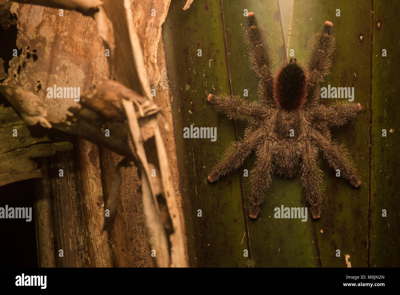Eine große pinktoe Tarantula sitzen auf der Seite eines Palm im kolumbianischen Dschungel. Diese Sorte ist beliebt in der pet-Handel. Stockfoto