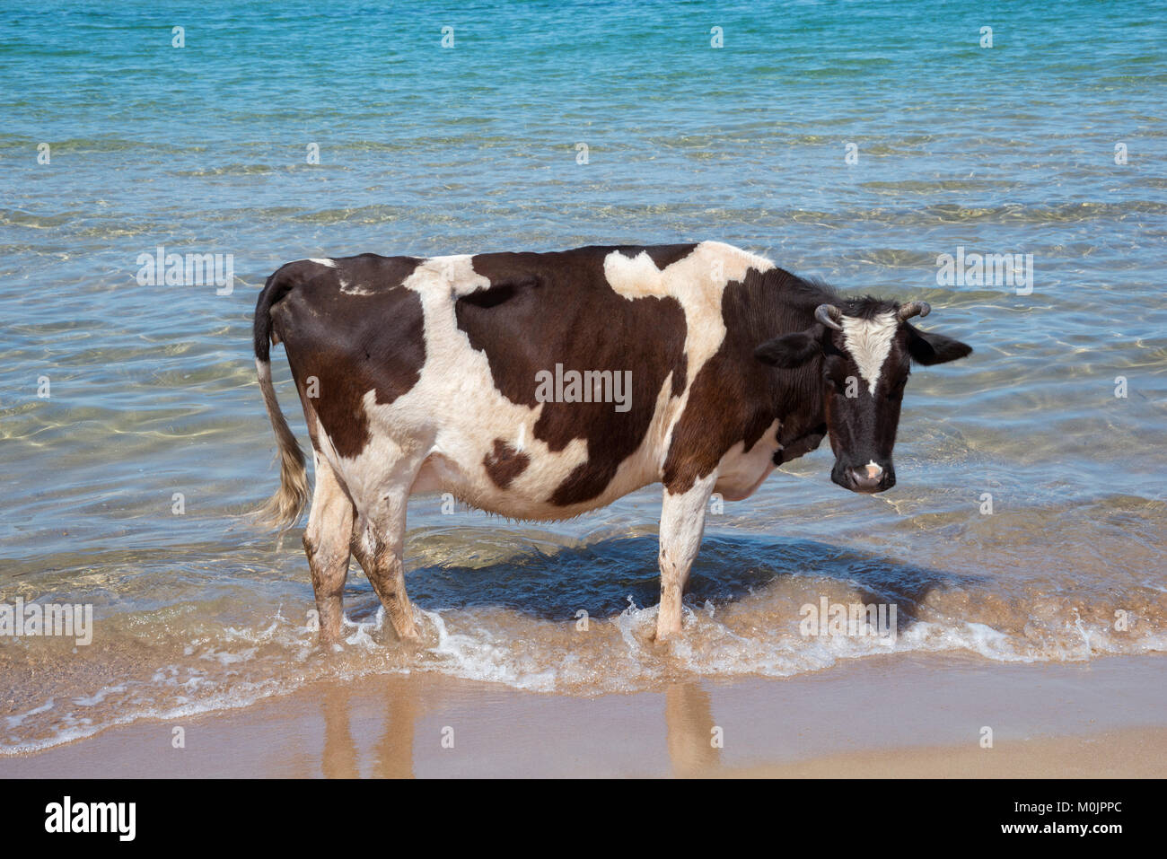 Kuh steht im Meer am Strand, Achaia, Peloponnes, Griechenland Stockfoto