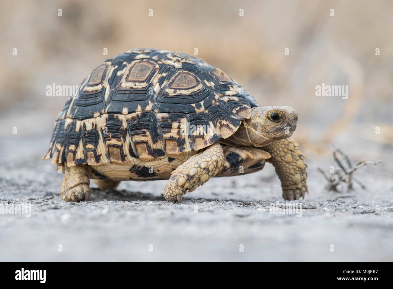 Home Scharnier- zurück Schildkröte (Kinixys spekii), Nxai Pan National Park, Ngamiland District, Botswana Stockfoto