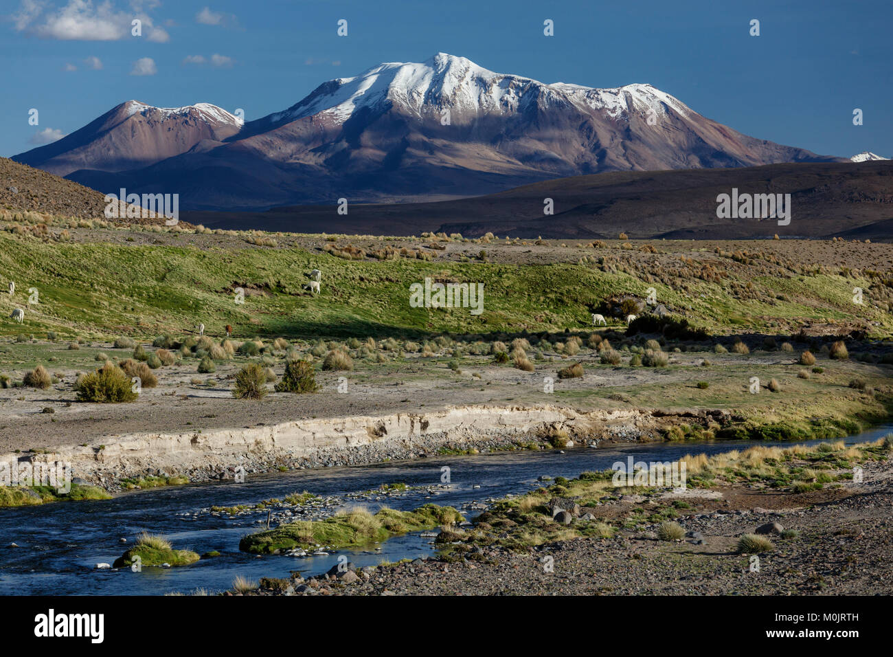 Schneebedeckten Vulkan Parinacota, mit Lamas am Berg River, Putre, Region de Arica y Parinacota, Chile Stockfoto