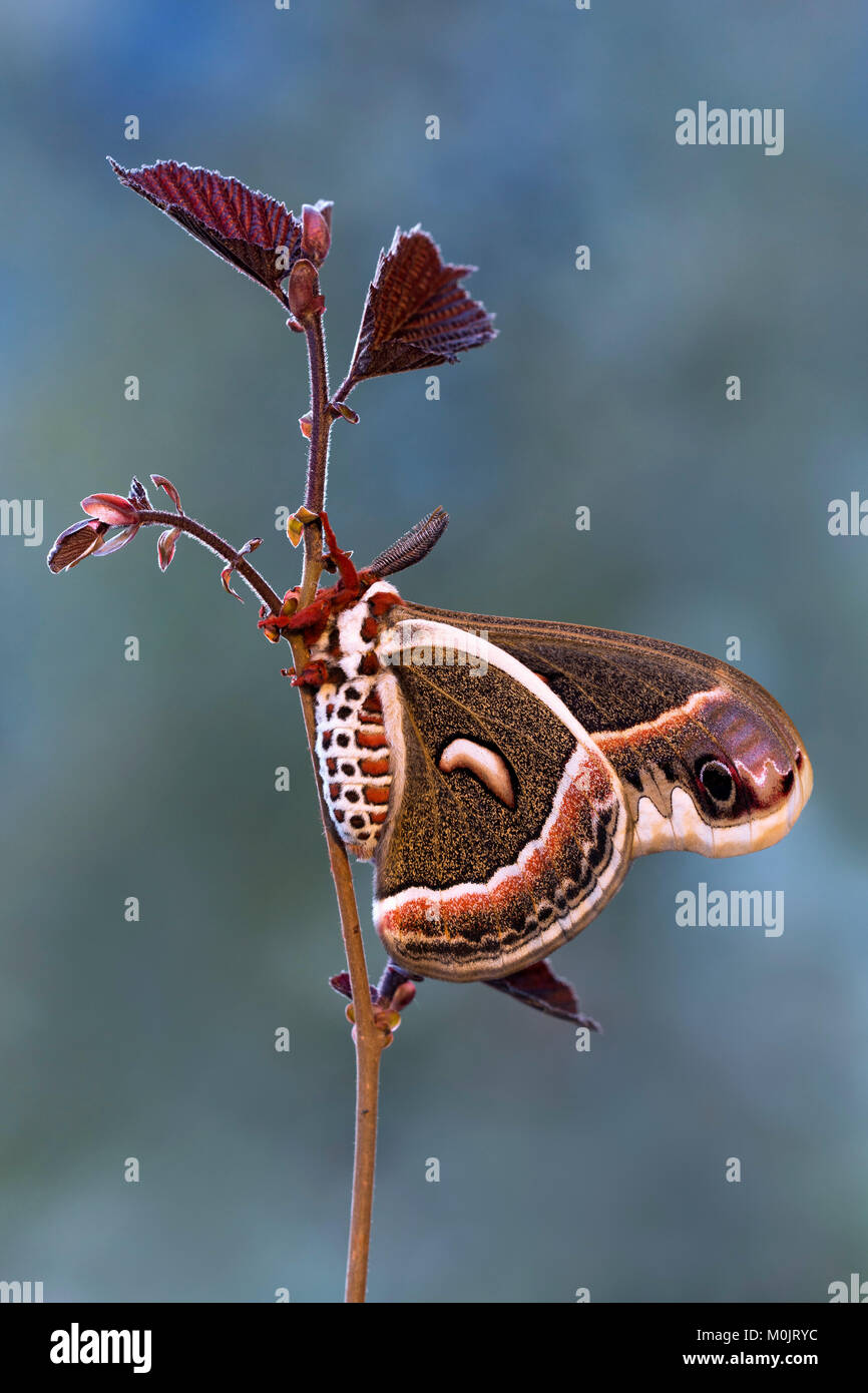 Glover's silkmoth (Hyalophora gloveri), Vorkommen in Nordamerika, Schwaz, Tirol, Österreich Stockfoto