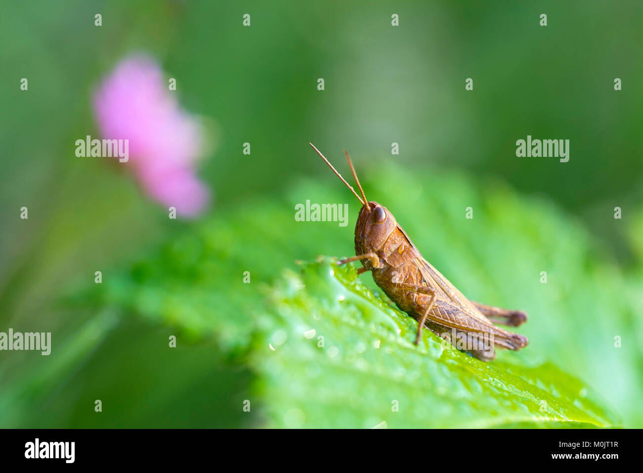 Grashüpfer (Chorthippus dorsatus), Schwaz, Tirol, Österreich Stockfoto