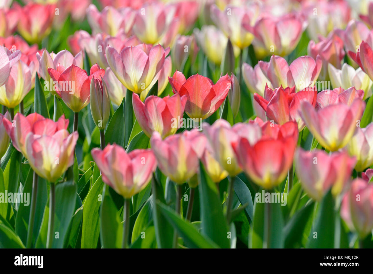 Tulpen (Tulipa), Zuckerrüben mit rosa Blüten im Gegenlicht, Nordrhein-Westfalen, Deutschland Stockfoto