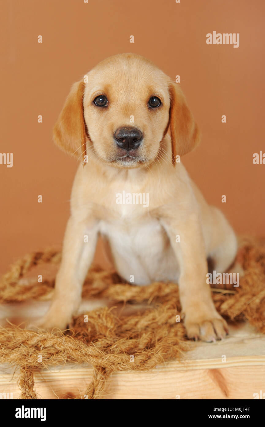 Labrador Retriever, Gelb, Welpe 7 Wochen alt Stockfoto