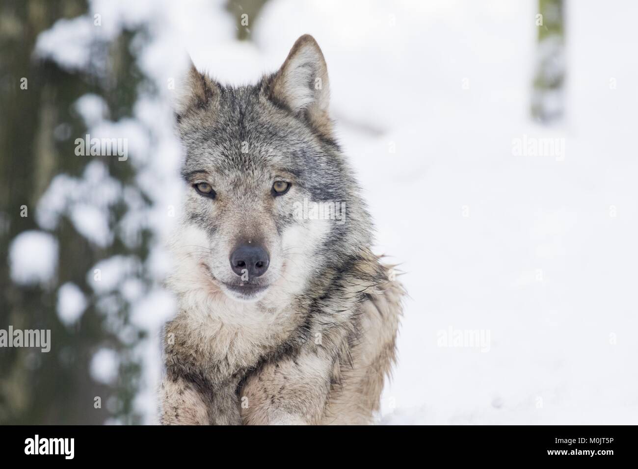 Grauer Wolf (Canis lupus) im Winter, Porträt, Captive, Deutschland Stockfoto