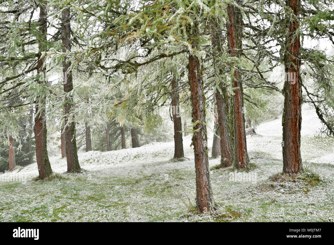 Wald mit Lärchen, ersten Schneefall im Herbst, Obernberg, Tirol, Österreich Stockfoto