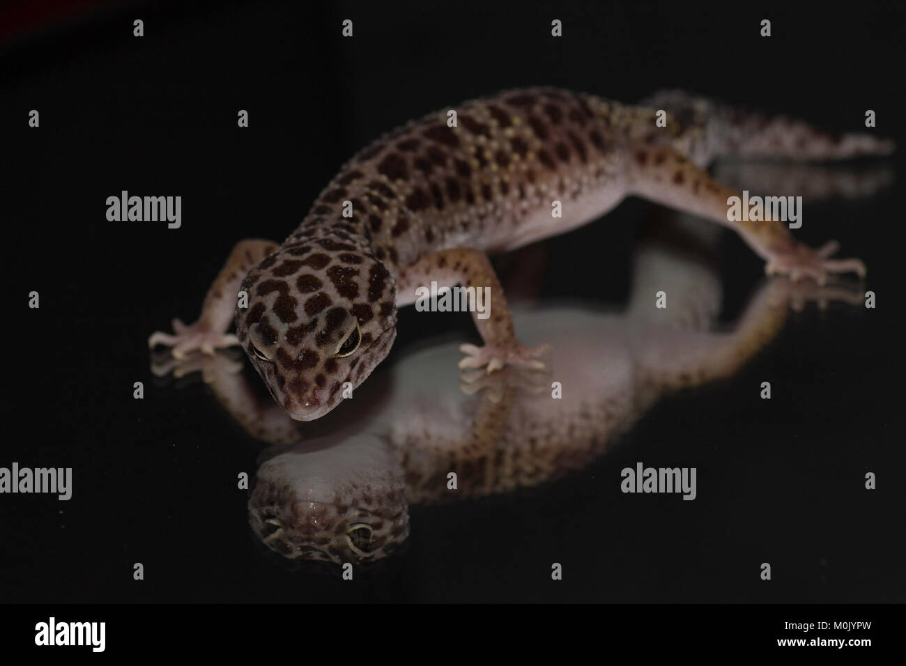 Leopard Gecko Eidechse Stockfoto