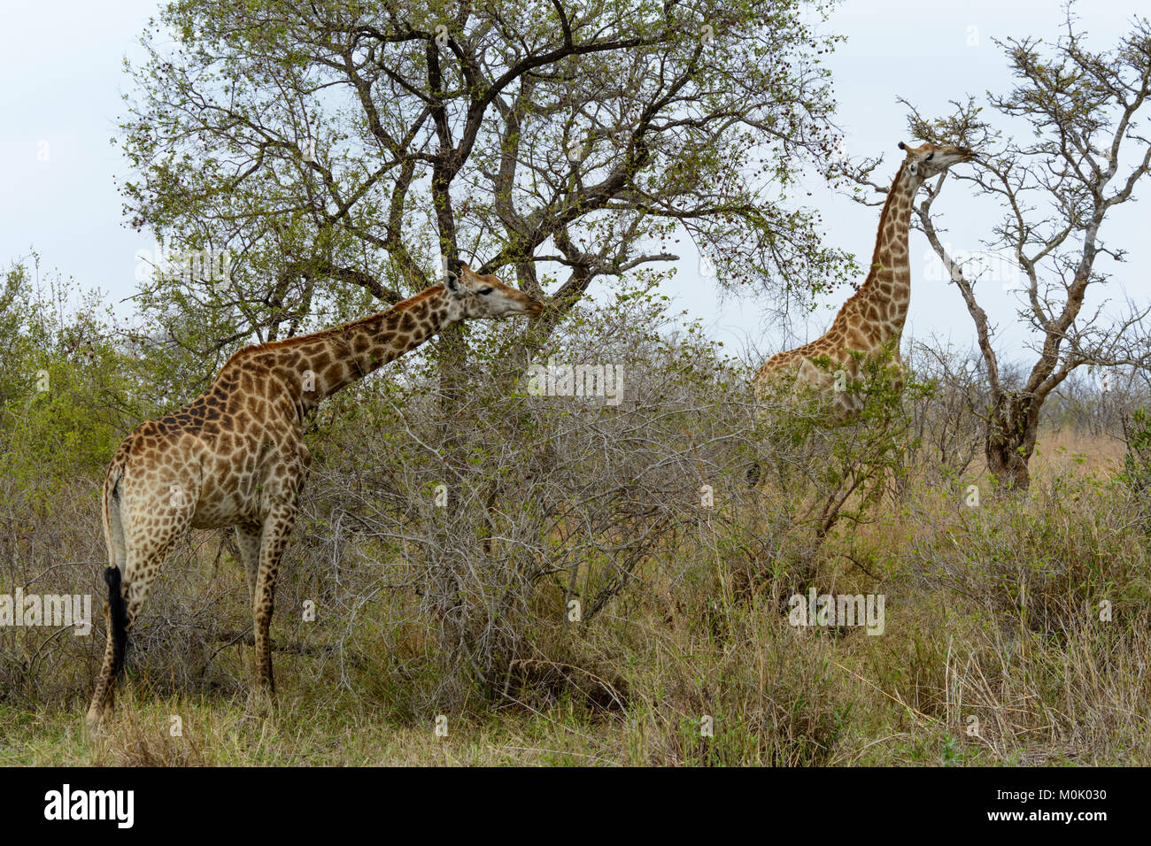 Südafrikanischen Giraffen oder Cape Giraffen (Giraffa Camelopardalis giraffa) essen Blätter von Bäumen in den Krüger National Park, Südafrika Stockfoto