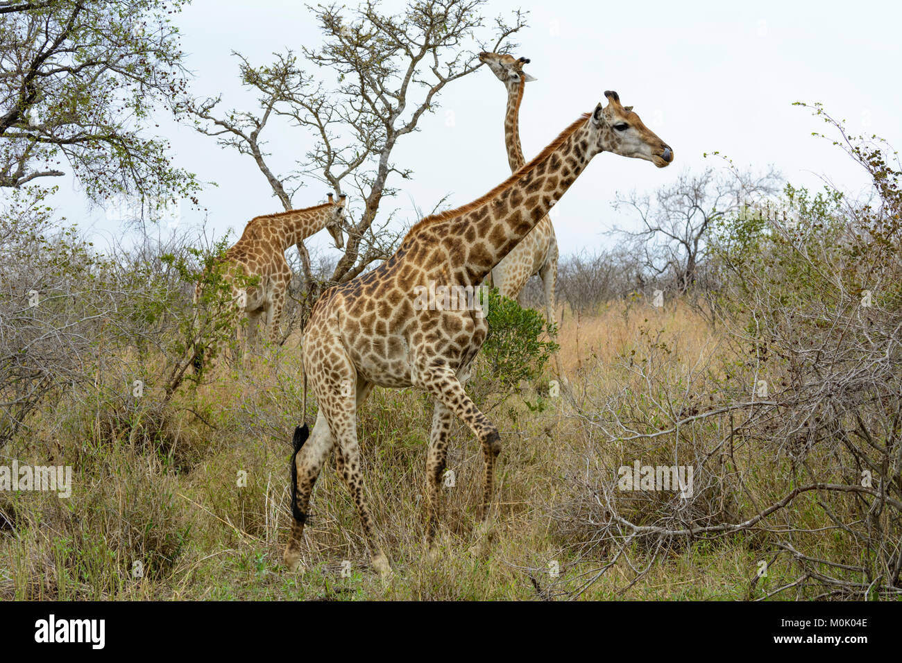 Südafrikanischen Giraffen oder Cape Giraffen (Giraffa Camelopardalis giraffa) essen Blätter von Bäumen in den Krüger National Park, Südafrika Stockfoto