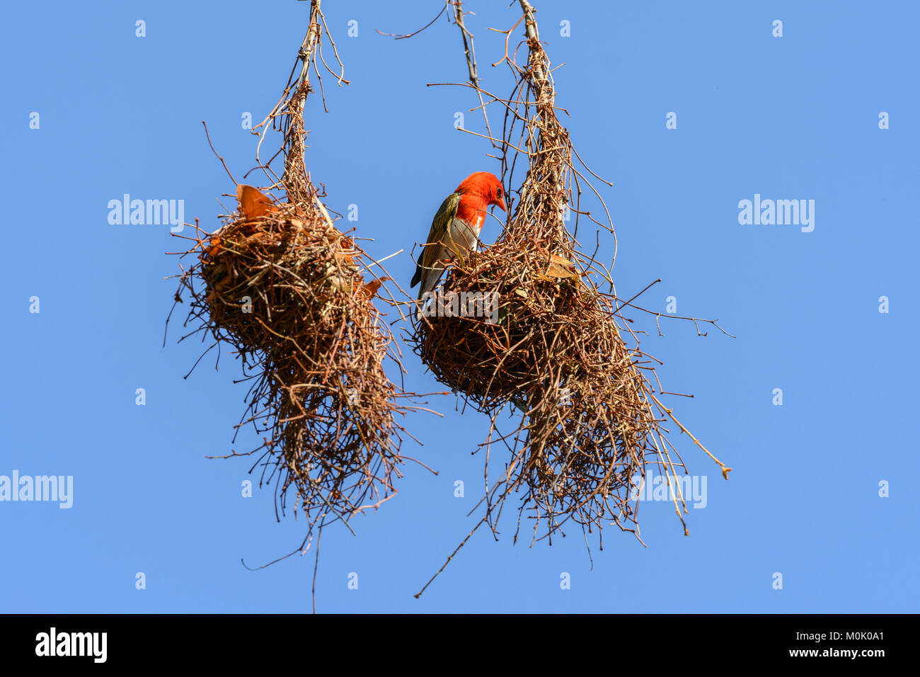 Red-headed Weaver Vogel (Anaplectes rubriceps rubriceps) ein Nest in den Krüger National Park, Südafrika Stockfoto