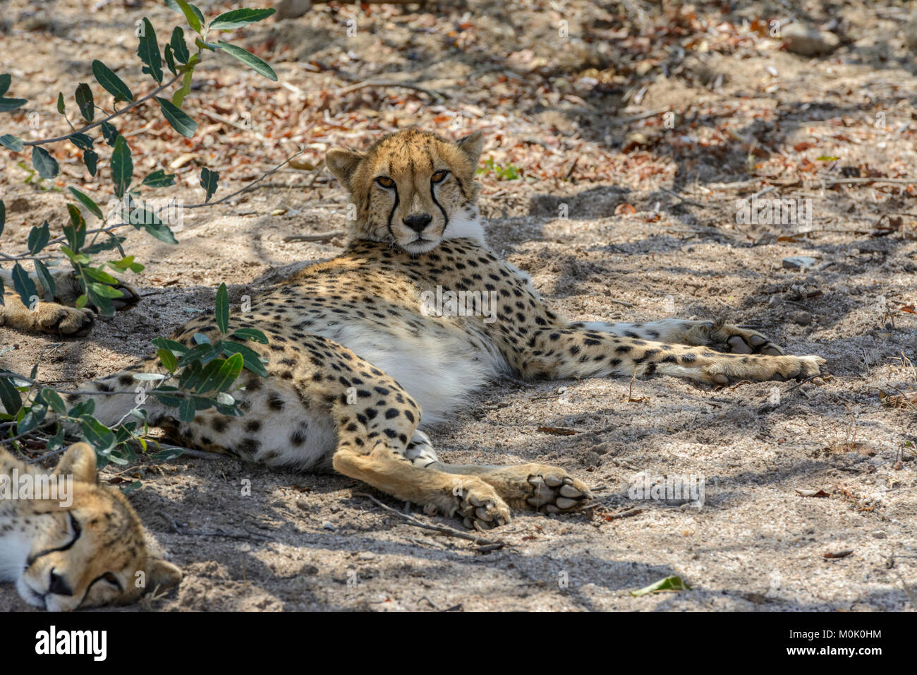 Geparden (Acinonyx jubatus) Entspannen im Schatten eines Baumes im Krüger National Park, Südafrika Stockfoto