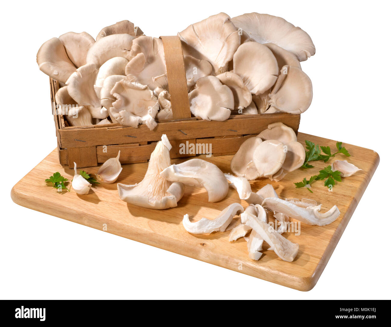 Pilze: Austernpilz Stockfoto