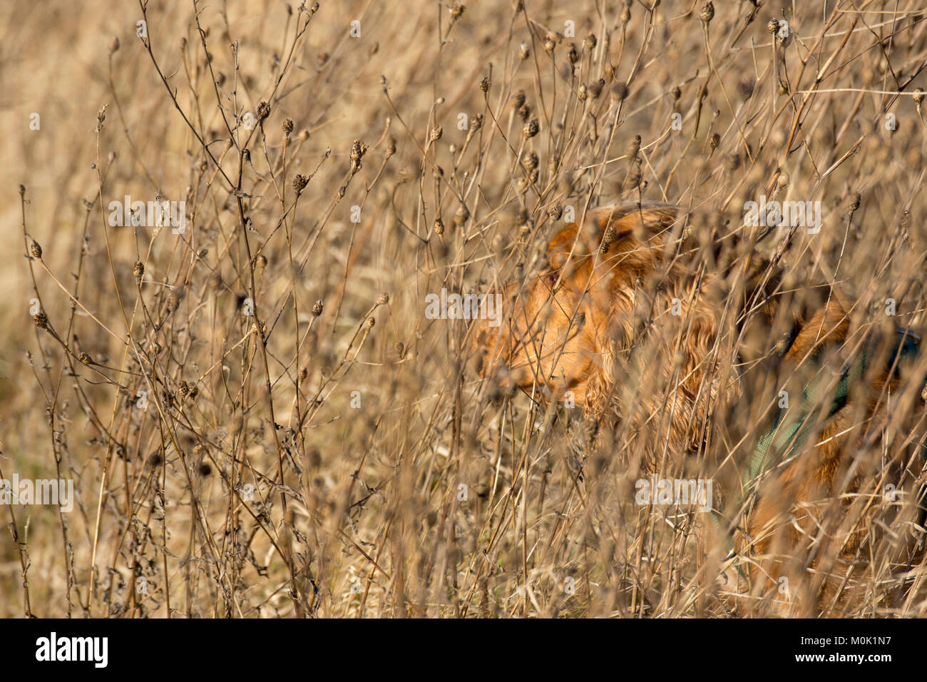 Sporcker unter goldenen getrocknete Blumen und Gras Halme. Stockfoto