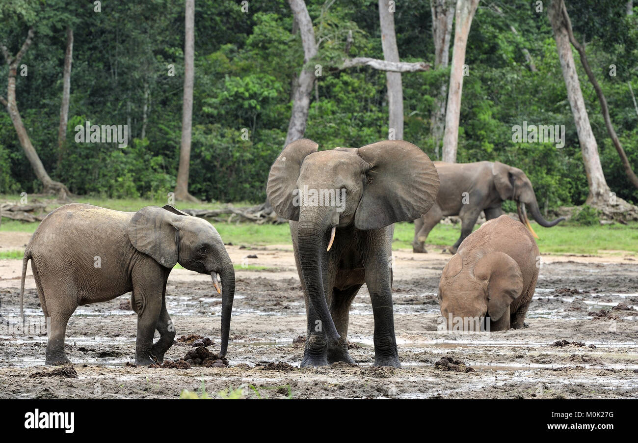 Die Afrikanischen Wald Elefant, Loxodonta africana cyclotis (Wald Wohnung Elefant) der Congo Basin. Auf der Dzanga Kochsalzlösung (a forest Clearing) Zentrale Stockfoto