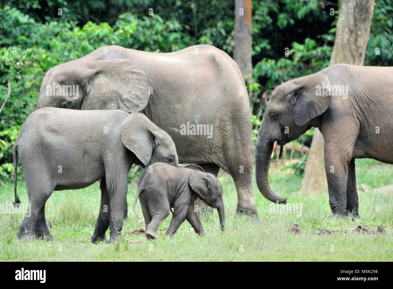 Der Elefant Kalb und elefantenkuh der Afrikanischen Wald Elefant, Loxodonta africana cyclotis. Auf der Dzanga Kochsalzlösung (eine Lichtung) Zentralafrikanische Stockfoto