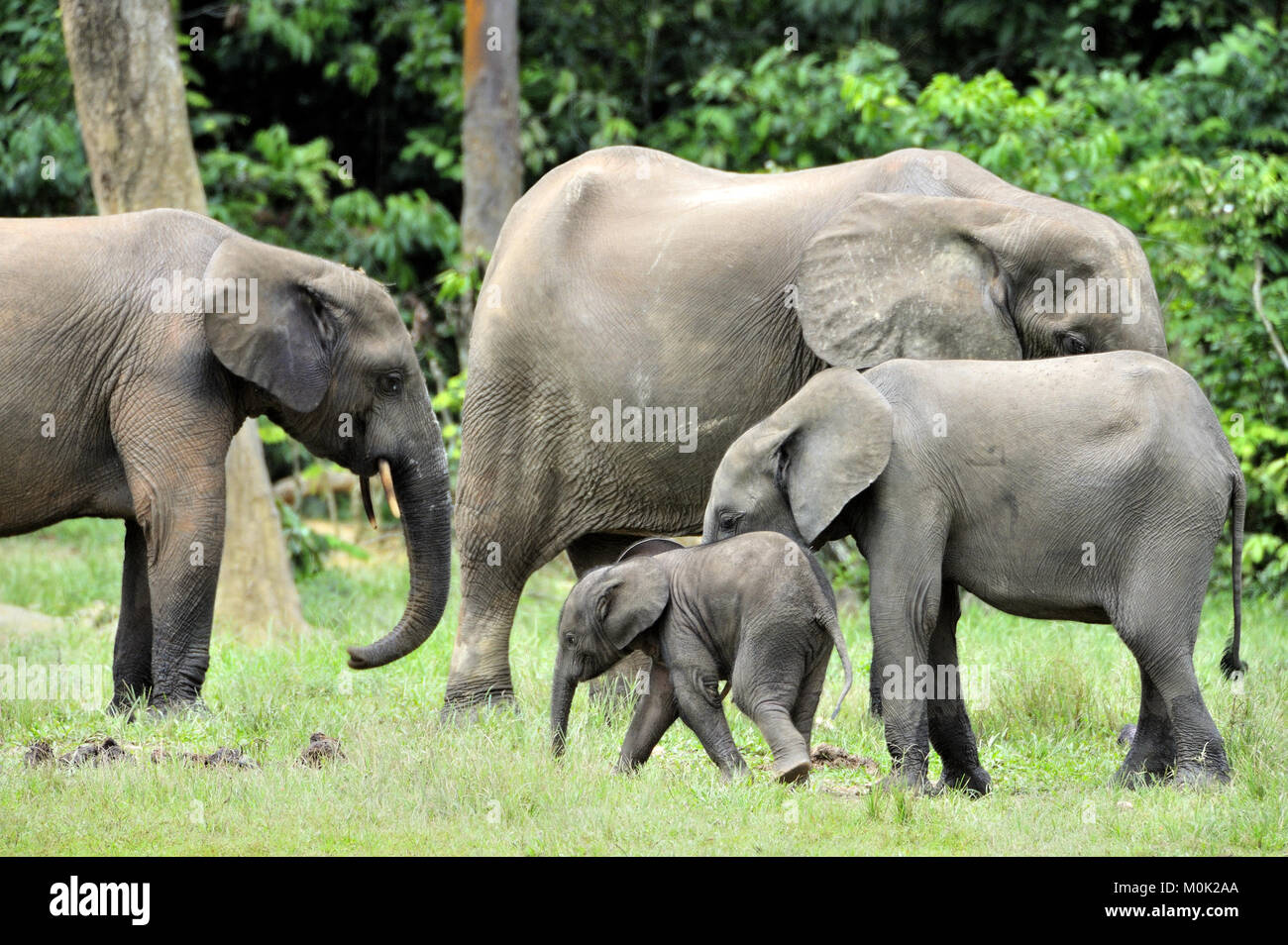 Der Elefant Kalb und elefantenkuh der Afrikanischen Wald Elefant, Loxodonta africana cyclotis. Auf der Dzanga Kochsalzlösung (eine Lichtung) Zentralafrikanische Stockfoto