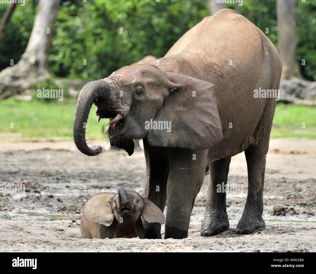 Der Elefant Kalb und elefantenkuh der Afrikanischen Wald Elefant, Loxodonta africana cyclotis. Auf der Dzanga Kochsalzlösung (eine Lichtung) Zentralafrikanische Stockfoto