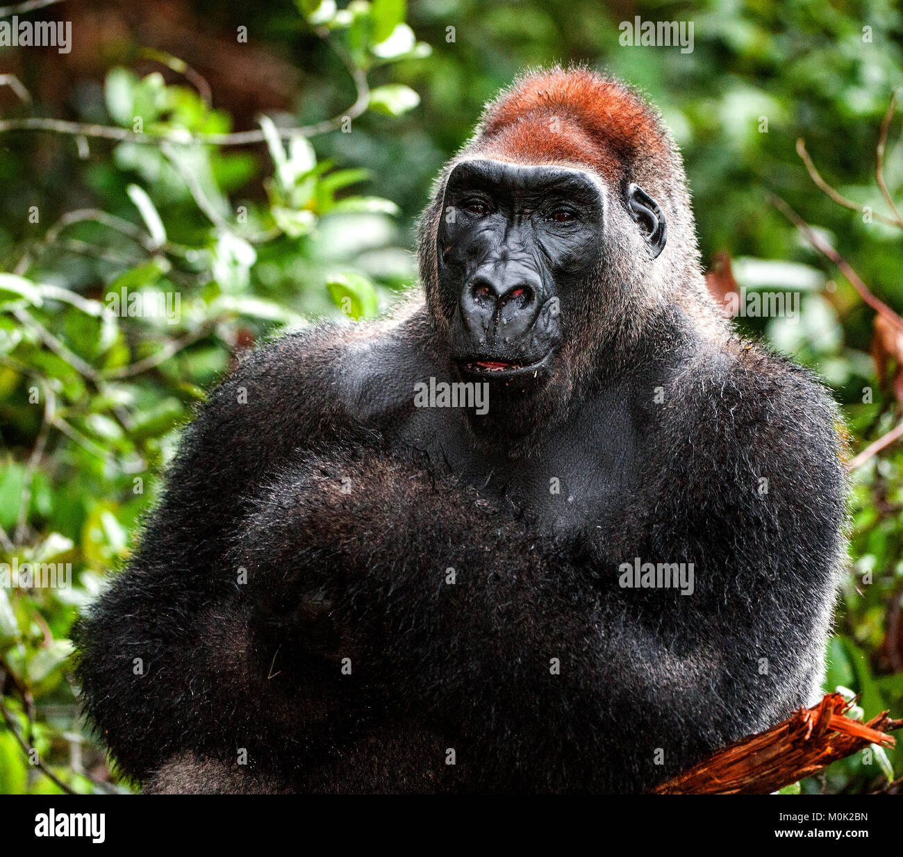 Porträt eines westlichen Flachlandgorilla (Gorilla gorilla Gorilla) Schließen in kurzer Entfernung. Silverback - erwachsenen männlichen von einem Gorilla in einem natürlichen Lebensraum Stockfoto
