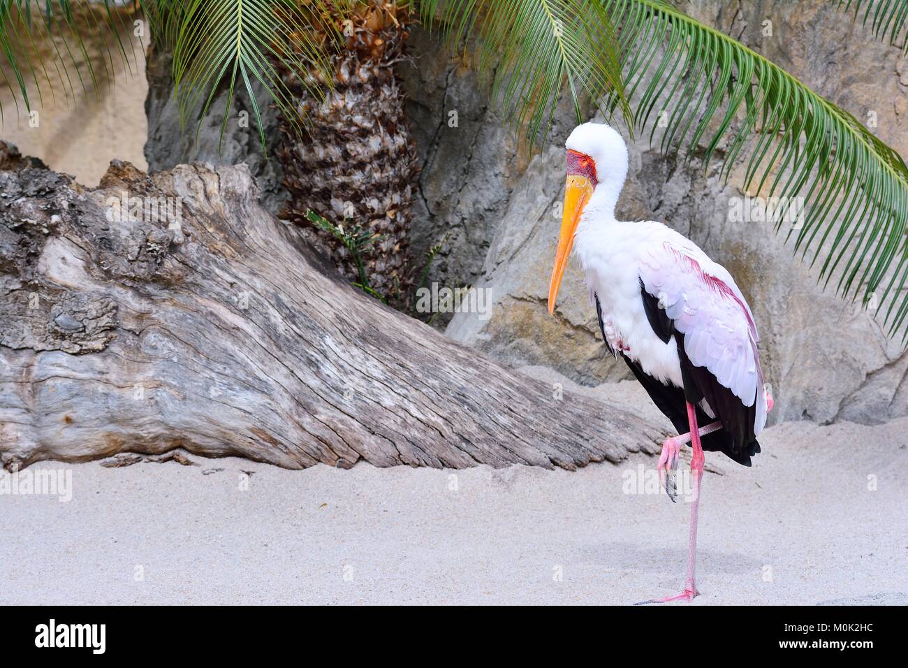 Mycteria ibis, Tantal afrikanischen auf die Tierwelt. Stockfoto