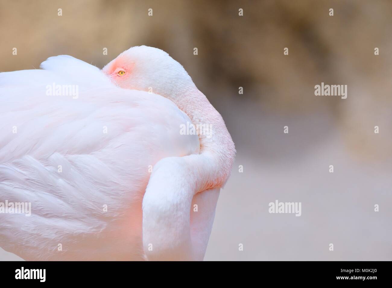 In der Nähe von Flamingo schlafen beim Verstecken Schnabel in den Flügeln Stockfoto