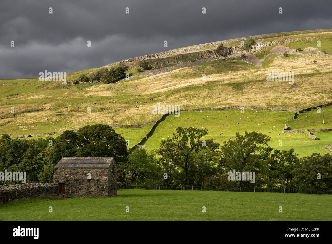 Grüne Landschaft in der Nähe von Muker in Swaledale, Yorkshire Dales, England. Stockfoto