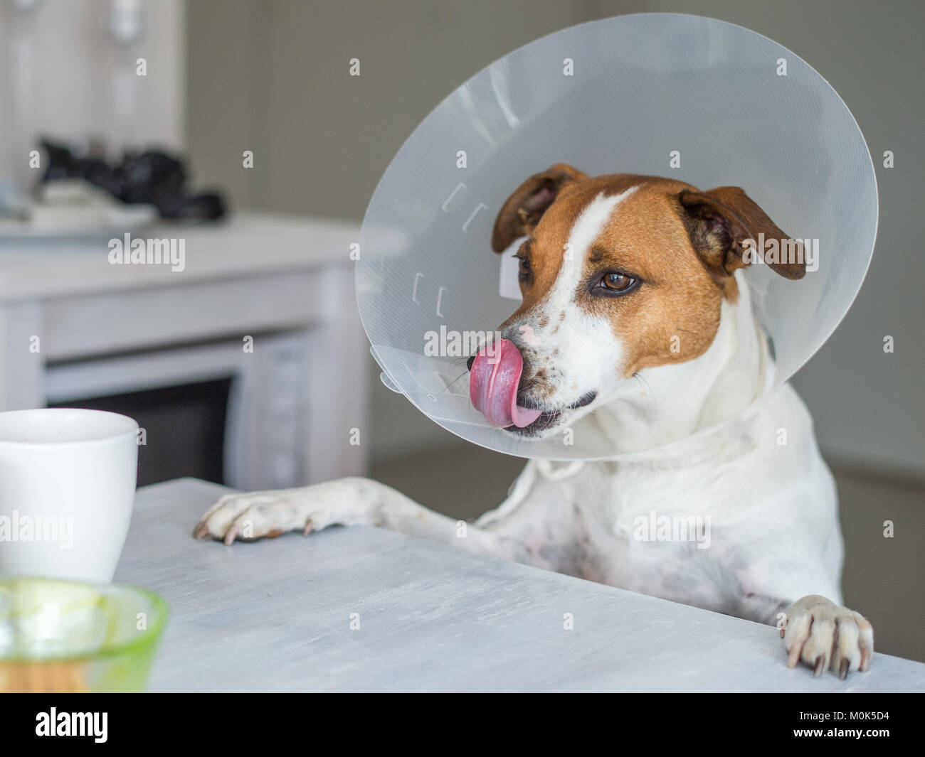 5-year-old Danish Swedish Farmdog mit schützenden Halskragen. Diese Rasse, die aus Dänemark und Südschweden stammt ist lebhaft und f Stockfoto