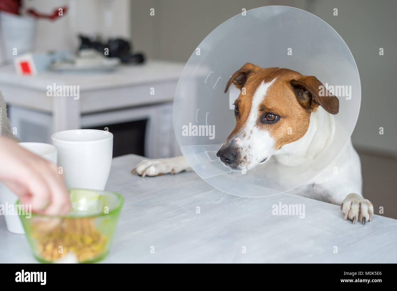 5-year-old Danish Swedish Farmdog mit schützenden Halskragen. Diese Rasse, die aus Dänemark und Südschweden stammt ist lebhaft und f Stockfoto