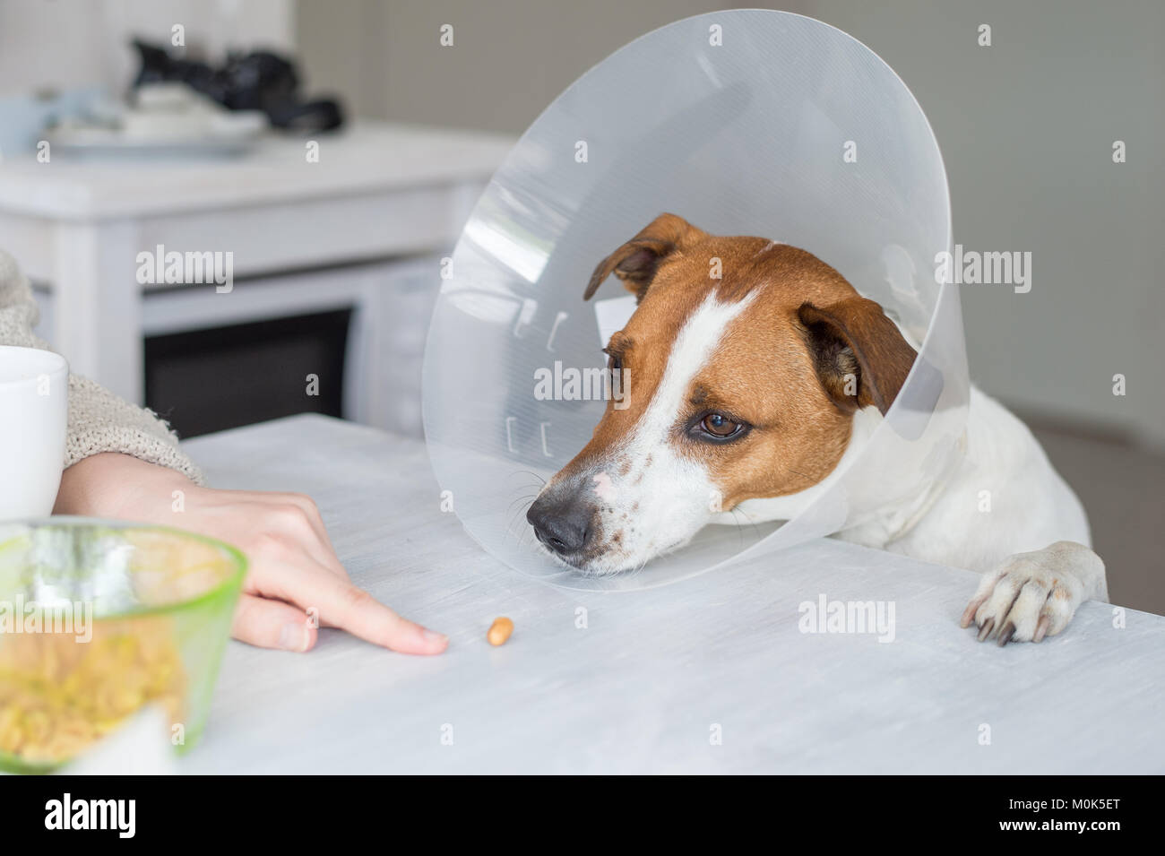 5-year-old Danish Swedish Farmdog mit schützenden Halskragen. Diese Rasse, die aus Dänemark und Südschweden stammt ist lebhaft und f Stockfoto