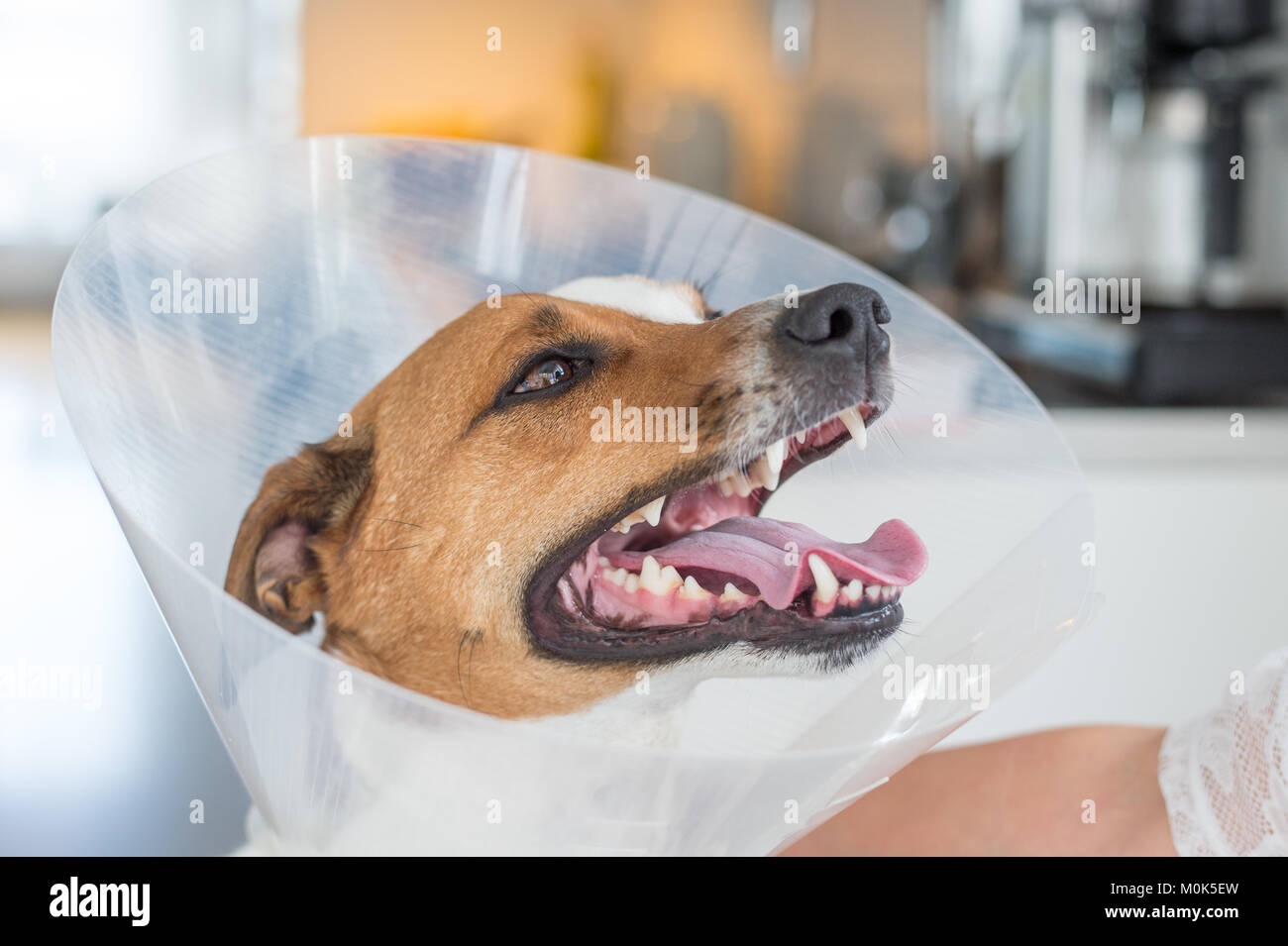 5-year-old Danish Swedish Farmdog mit schützenden Halskragen. Diese Rasse, die aus Dänemark und Südschweden stammt ist lebhaft und f Stockfoto