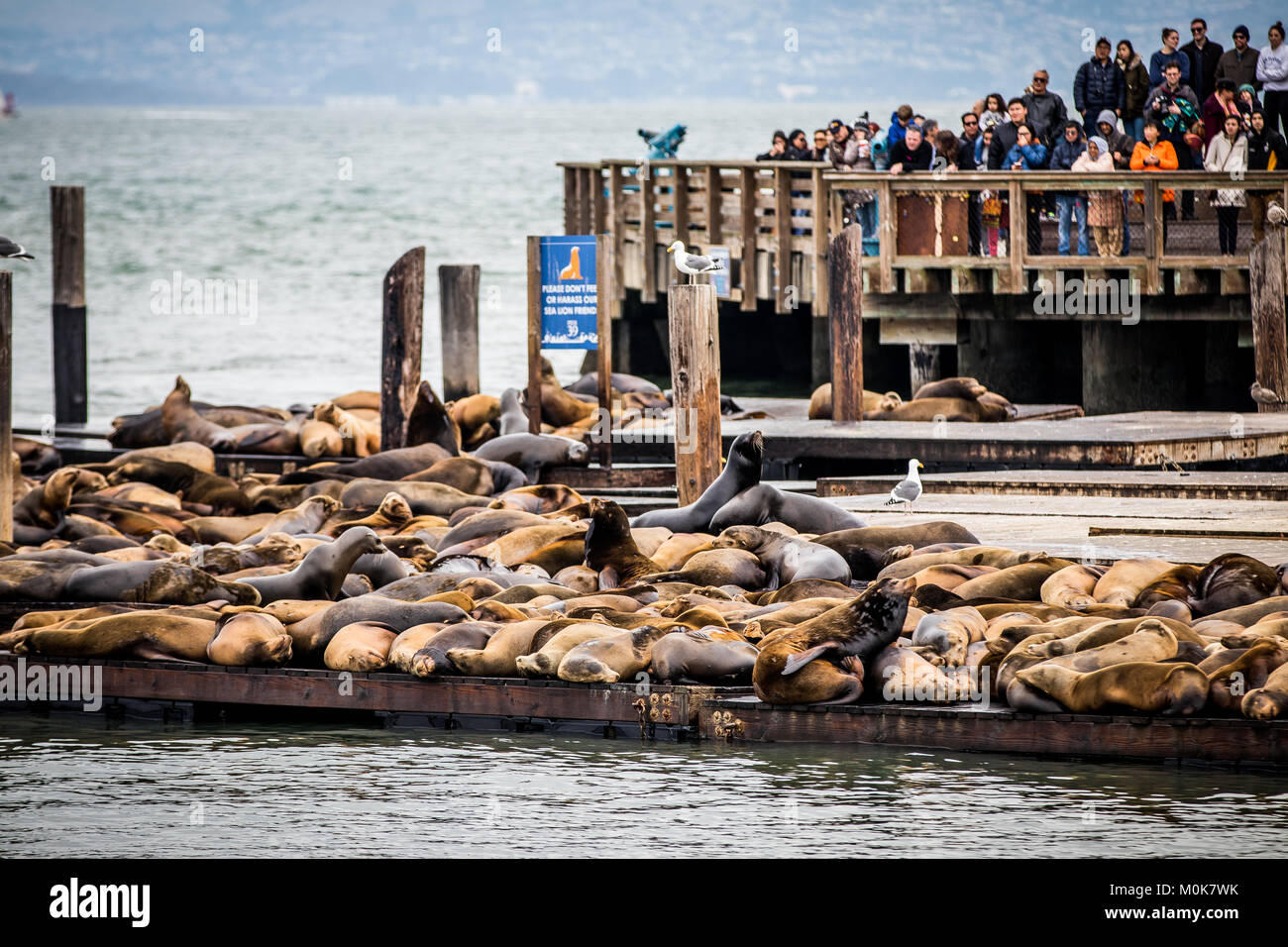 Sehenswürdigkeiten und Klänge von San Francisco Stockfoto