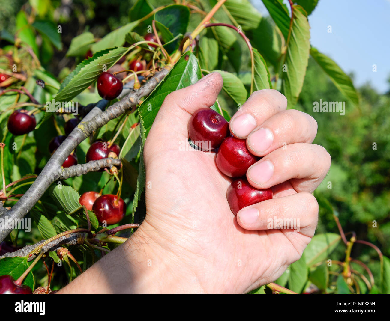 Beeren von süßen Kirschen in eine Hand. Sweet cherry Reif. Stockfoto