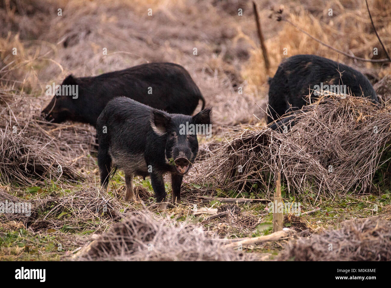 Wildschweine Sus scrofa Futter für Nahrung im Feuchtgebiet und Sumpf am Myakka River State Park in Sarasota, Florida, USA Stockfoto