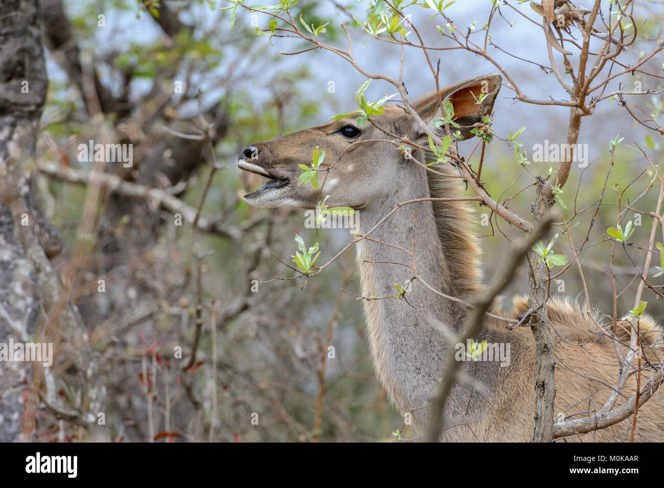Nahaufnahme, Porträt eines weiblichen Kudu (Tragelaphus strepsiceros) im Krüger National Park, Südafrika Stockfoto