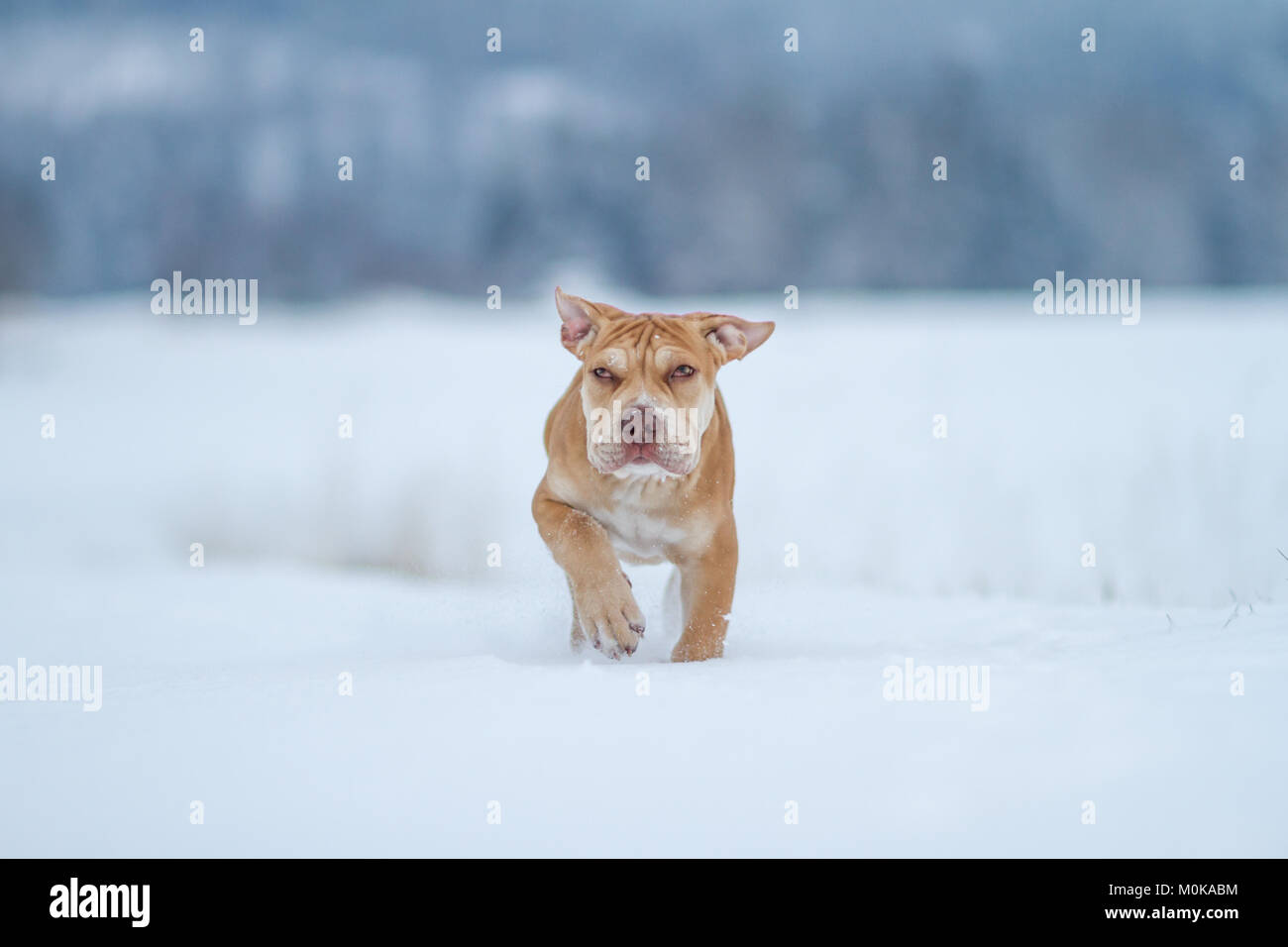 Die Pit Bulldog Welpen Wandern im Schnee Stockfoto