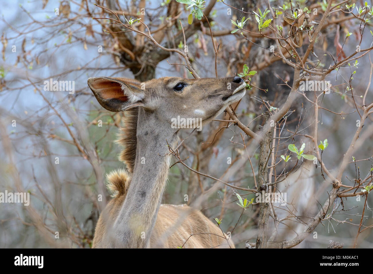 Nahaufnahme, Porträt eines weiblichen Kudu (Tragelaphus strepsiceros) im Krüger National Park, Südafrika Stockfoto
