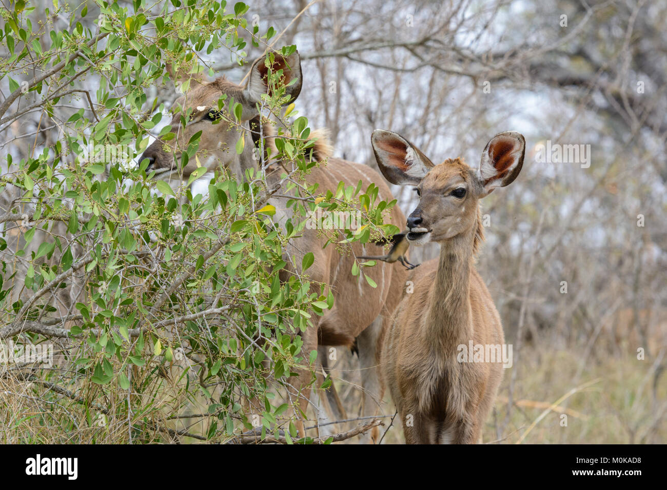 Mutter und junges Kalb Kudu (Tragelaphus strepsiceros) im Krüger National Park, Südafrika Stockfoto