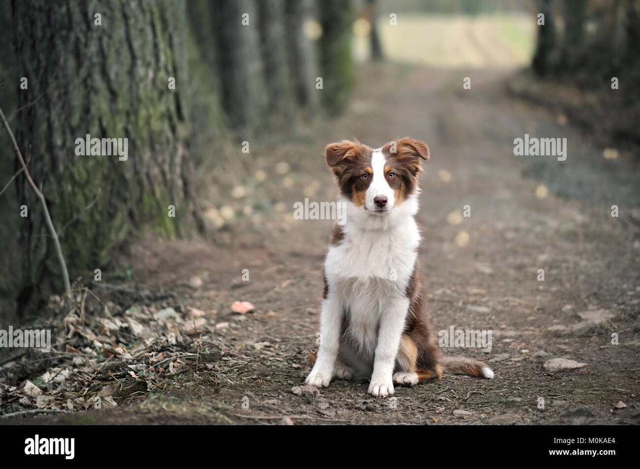 Australian Shepherd Welpen Sitzen auf Forstweg, geringe Tiefenschärfe. Stockfoto Australian Shepherd Welpen Sitzen auf Forstweg, geringe Tiefenschärfe. Stockfoto