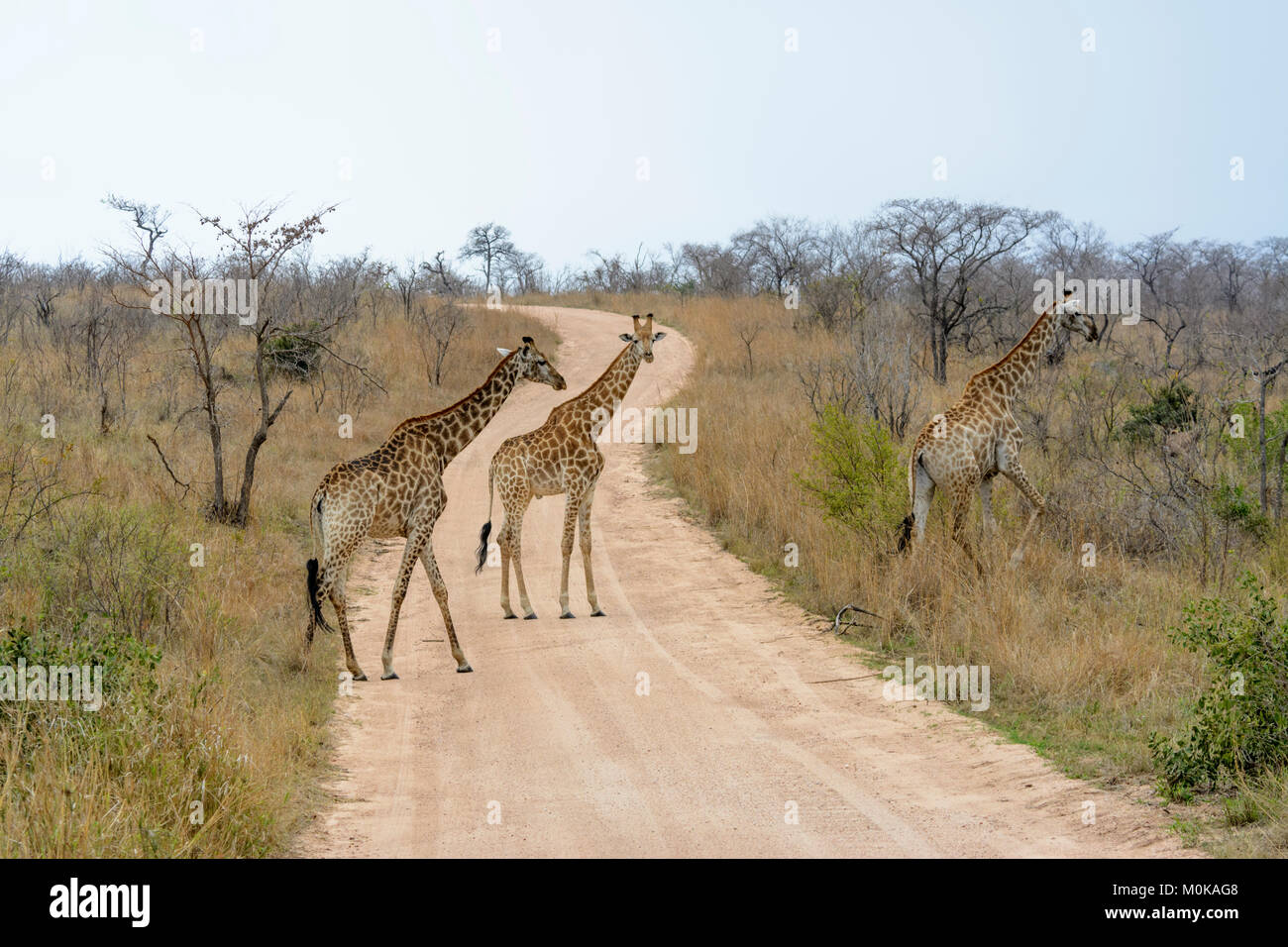 Südafrikanischen Giraffen oder Cape Giraffen (Giraffa Camelopardalis giraffa) wandern in den Krüger National Park, Südafrika Stockfoto