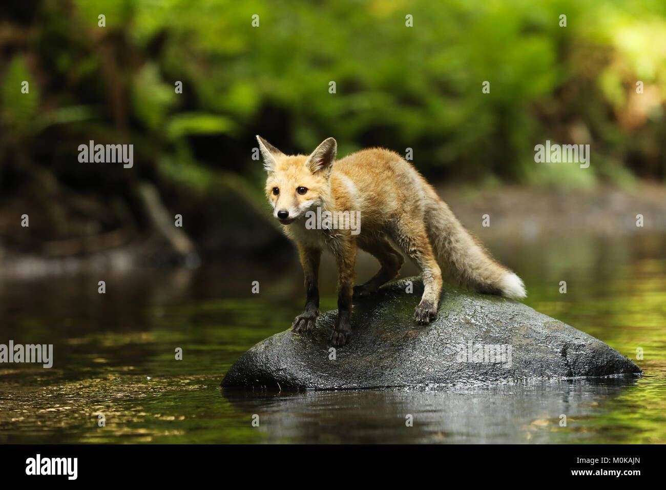 Junge Füchsin von Red Fox im Fluss - Vulpes vulpes Stockfoto