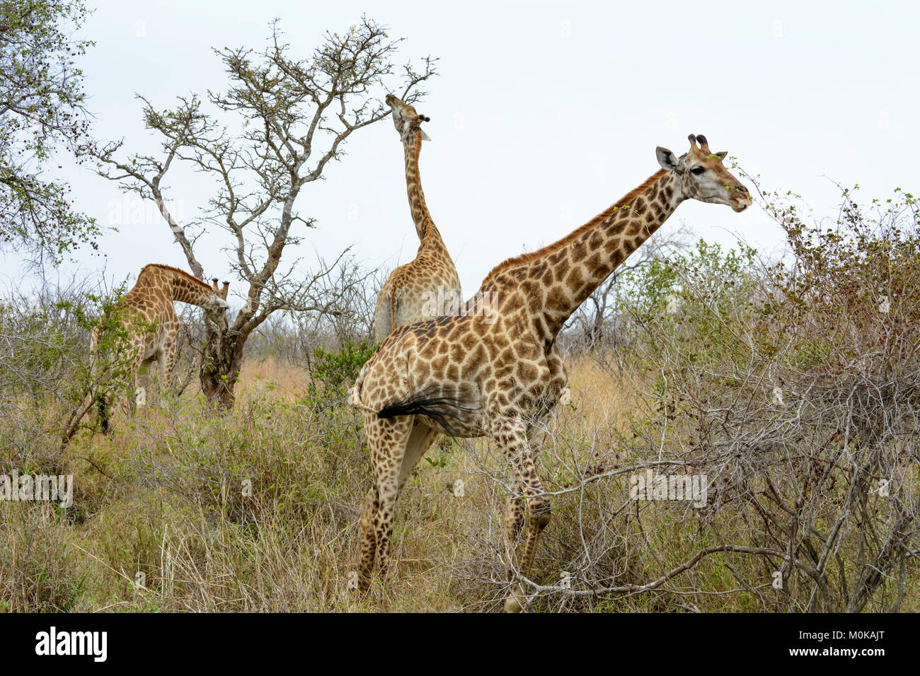 Südafrikanischen Giraffen oder Cape Giraffen (Giraffa Camelopardalis giraffa) essen Blätter von Bäumen in den Krüger National Park, Südafrika Stockfoto