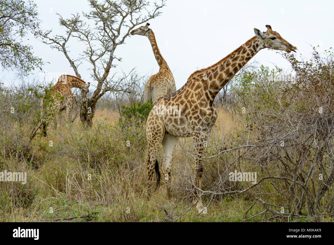 Südafrikanischen Giraffen oder Cape Giraffen (Giraffa Camelopardalis giraffa) essen Blätter von Bäumen in den Krüger National Park, Südafrika Stockfoto