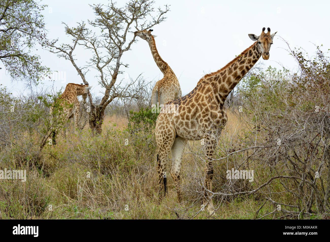 Südafrikanischen Giraffen oder Cape Giraffen (Giraffa Camelopardalis giraffa) essen Blätter von Bäumen in den Krüger National Park, Südafrika Stockfoto