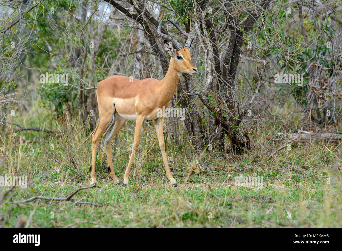 Ein Impala (Aepyceros melampus) steht allein im Krüger Nationalpark, Südafrika Stockfoto